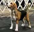 Patty Jo Beagles